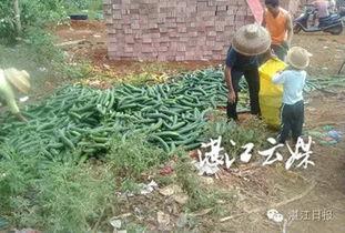 青瓜最新爆料,揭秘娱乐圈幕后真相